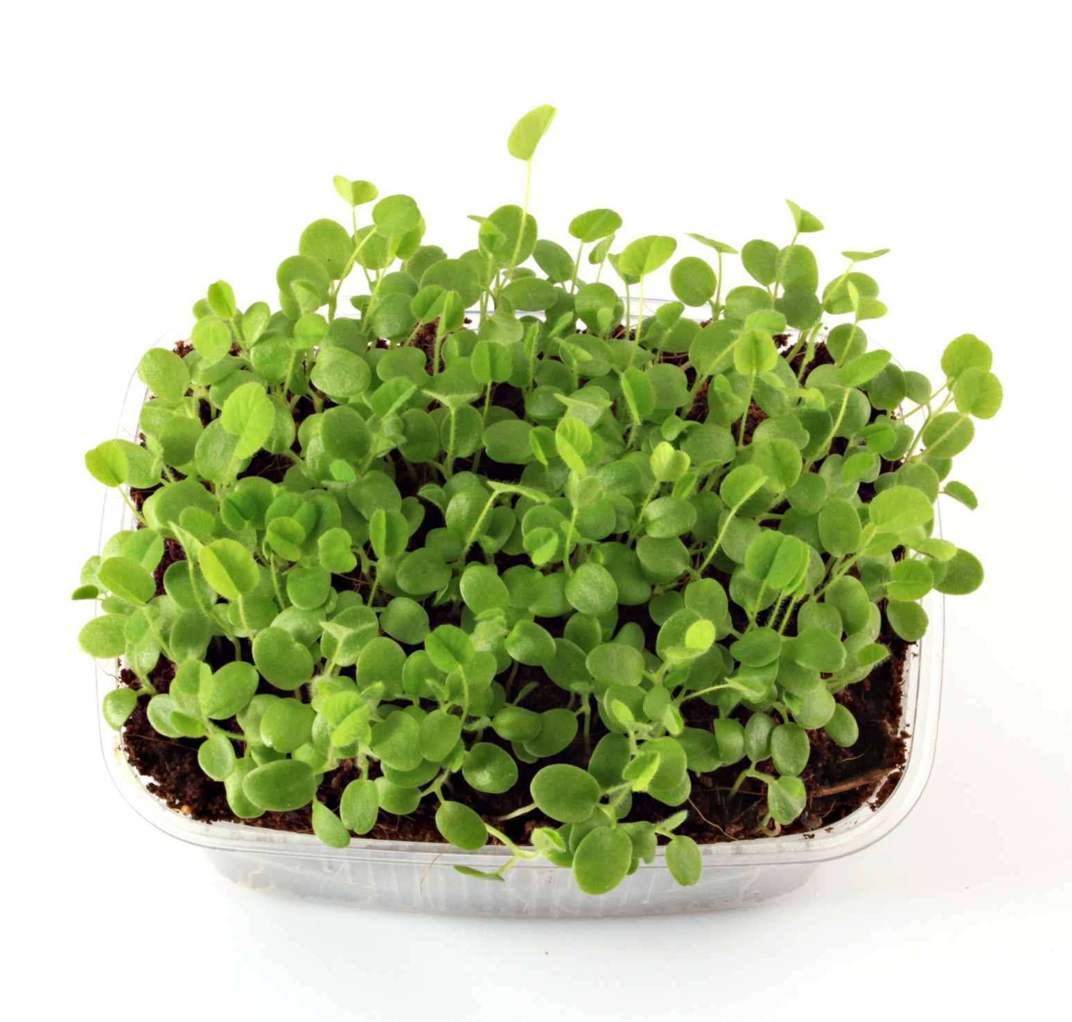 Ďatelina na mikrozeleninu Red Clover 5 kg